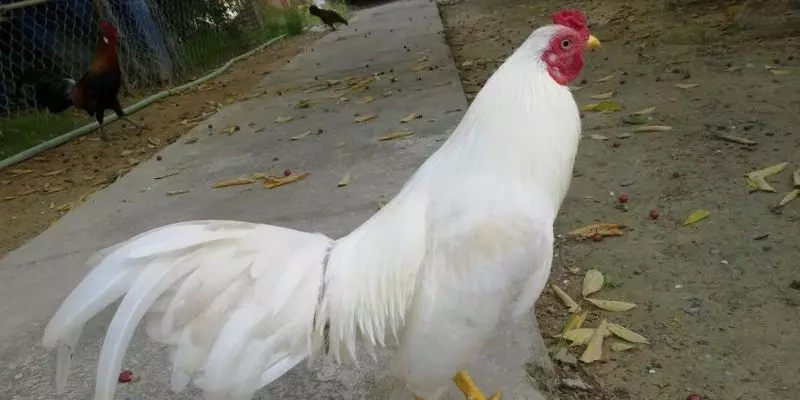 Loài gà sở hữu bộ lông trắng muốt như chim nhạn nên được gọi là gà nhạn.