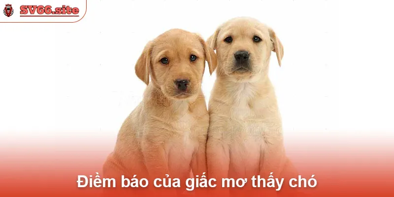 Điềm báo của giấc mơ thấy chó