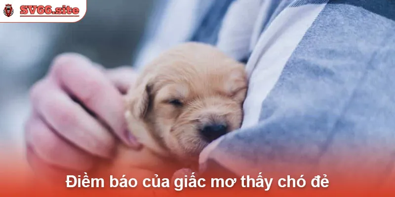 Điềm báo của giấc mơ thấy chó đẻ