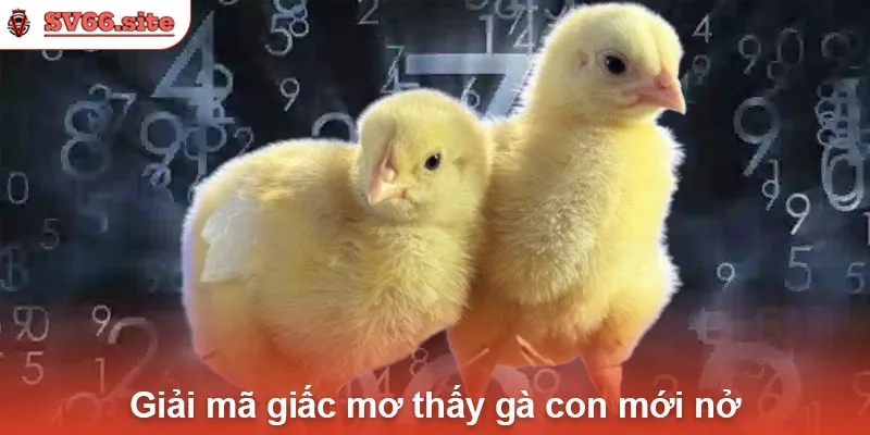 Giải mã giấc mơ thấy gà con mới nở