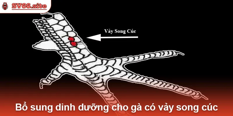 Bổ sung dinh dưỡng cho gà có vảy song cúc