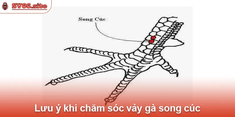 Lưu ý khi chăm sóc vảy gà song cúc