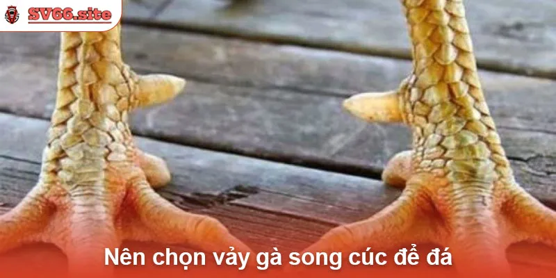 Nên chọn vảy gà song cúc để đá