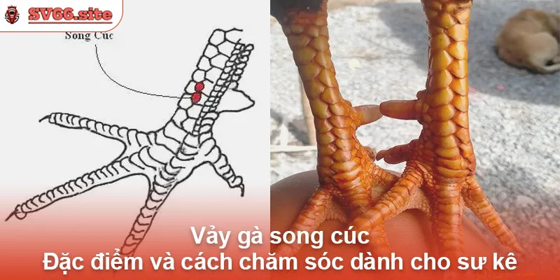 Vảy gà song cúc