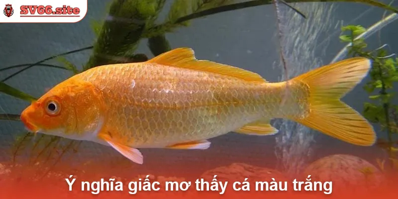 Ý nghĩa giấc mơ thấy cá màu trắng